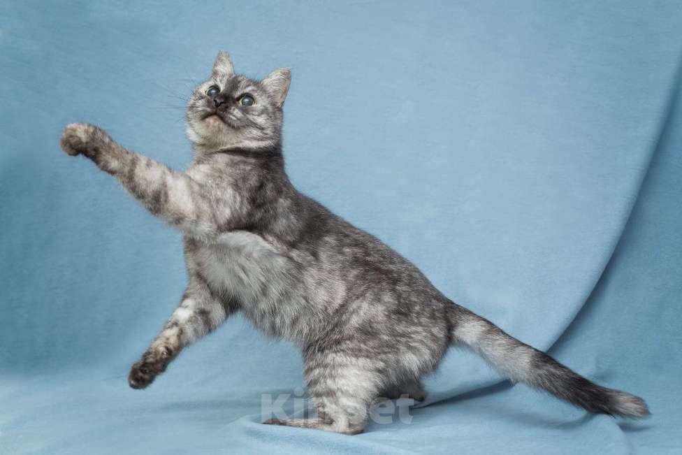 Кошки в Москве: Это история Тиши, кота, которого предали  Мальчик, Бесплатно - фото 3