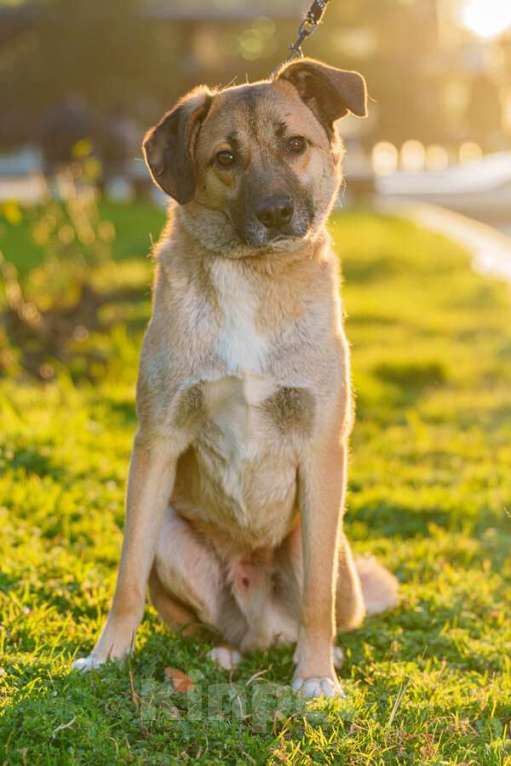 Кошки в Москве: Очень покладистый и спокойный мальчик с доброй душой ищет дом Девочка, Бесплатно - фото 7