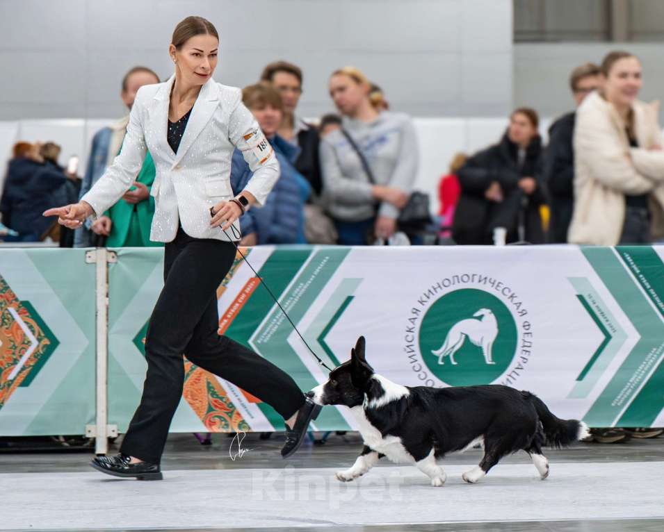 Собаки в Санкт-Петербурге: Племенной кобель Вельш корги кардиган Мальчик, Бесплатно - фото 9