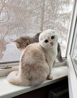 Шотландский котенок редкого окраса