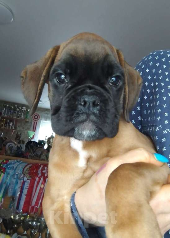 Собаки в Екатеринбурге: Девочка немецкий боксер Девочка, 60 000 руб. - фото 4