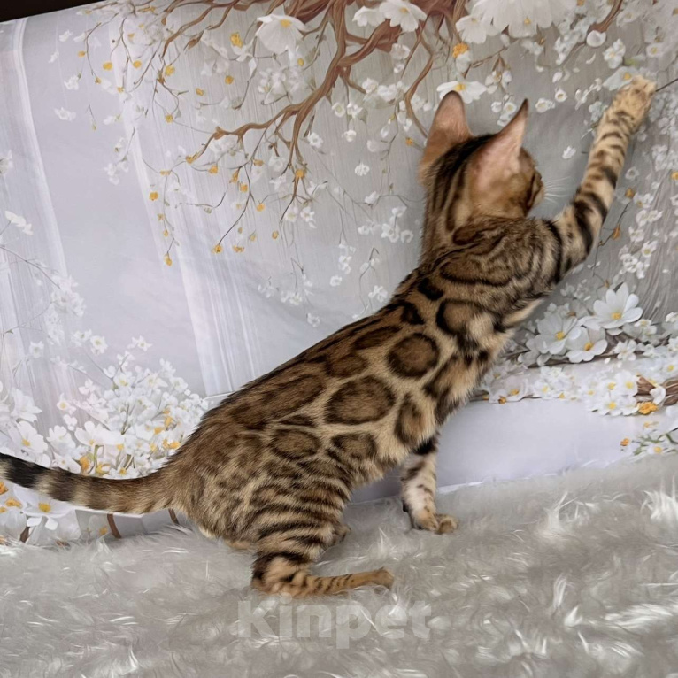 Кошки в Москве: Бенгальский котёнок  Мальчик, Бесплатно - фото 5