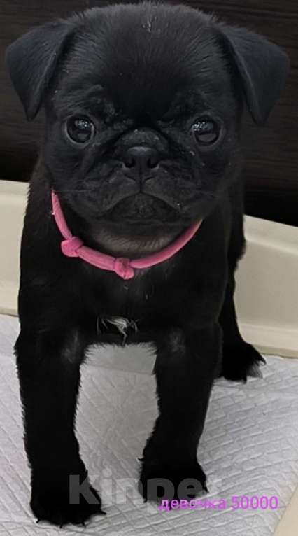 Собаки в Чите: Очаровательные щенки мопса Девочка, 45 000 руб. - фото 5