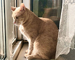Кошки в Реутове: Рыжий котик Персик ищет дом!  Мальчик, Бесплатно - фото 2