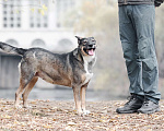 Собаки в Москве: Гера - подруга, на которую можно положиться! Девочка, Бесплатно - фото 5