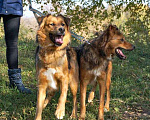 Собаки в Москве: Неразлучные друзья Кокос и Тыква ищут дом Мальчик, Бесплатно - фото 5
