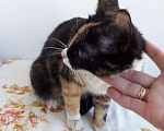 Кошки в Санкт-Петербурге: Кошка метис сноу-шу в добрые руки, Бесплатно - фото 5
