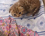 Кошки в Кстово: Кот вязка, 1 000 руб. - фото 8