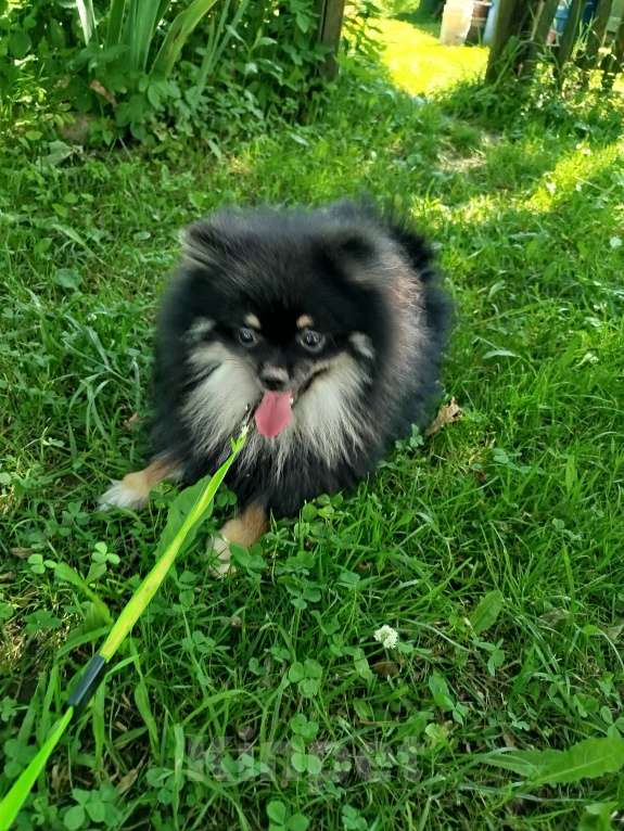 Собаки в Москве: Померанский шпиц мальчик Мальчик, 25 000 руб. - фото 2