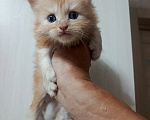 Кошки в Соколе: Продажа котят Мальчик, 25 000 руб. - фото 3