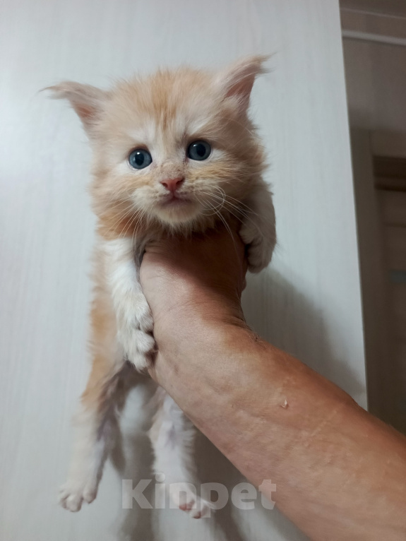 Кошки в Соколе: Продажа котят Мальчик, 25 000 руб. - фото 3