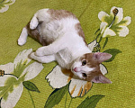 Кошки в Москве: Нереальный ласкун котенок Шурик Мальчик, 1 руб. - фото 4