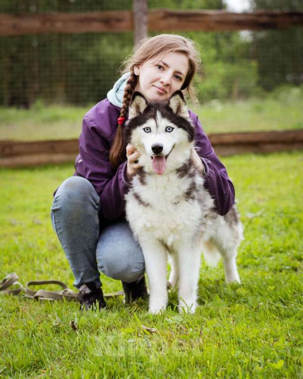 Собаки в Москве: Хаски в добрые руки Девочка, Бесплатно - фото 2