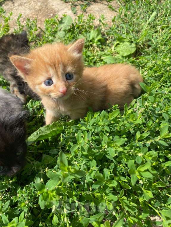 Кошки в Москве: Рыженький мальчик Мальчик, Бесплатно - фото 2