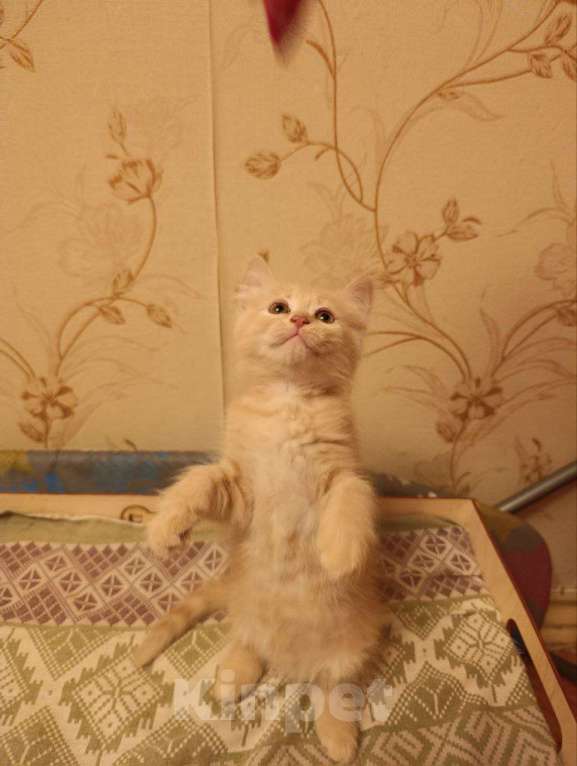 Кошки в Красногорске: Отдам котят рыжих Девочка, Бесплатно - фото 2