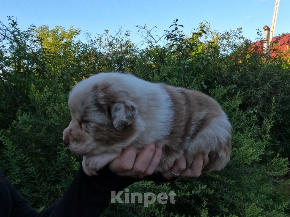 Собаки в Клине: Щенки бордер - колли Разнополые, Бесплатно - фото 3