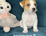 Собаки в других городах Ленинградской области: Девочка Девочка, 25 000 руб. - фото 1