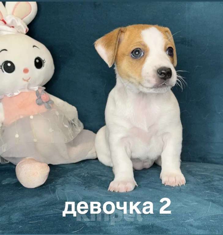 Собаки в других городах Ленинградской области: Девочка Девочка, 25 000 руб. - фото 1