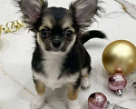 Собаки в Москве: Чихуахуа девочка Девочка, 45 000 руб. - фото 2