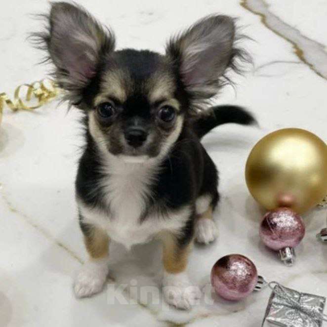 Собаки в Москве: Чихуахуа девочка Девочка, 45 000 руб. - фото 2