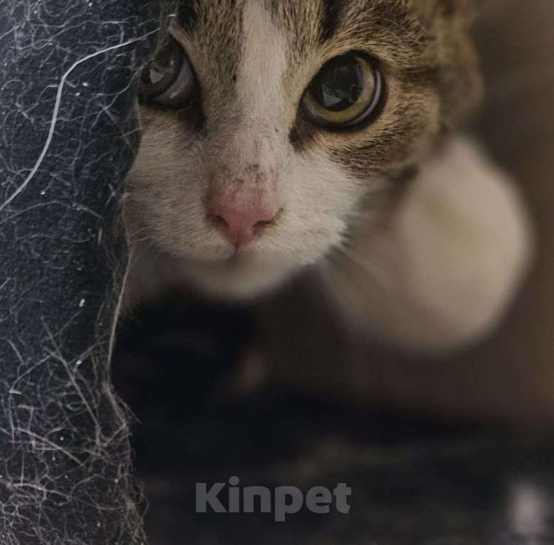 Кошки в Москве: Молодой котик в добрые руки Мальчик, Бесплатно - фото 1