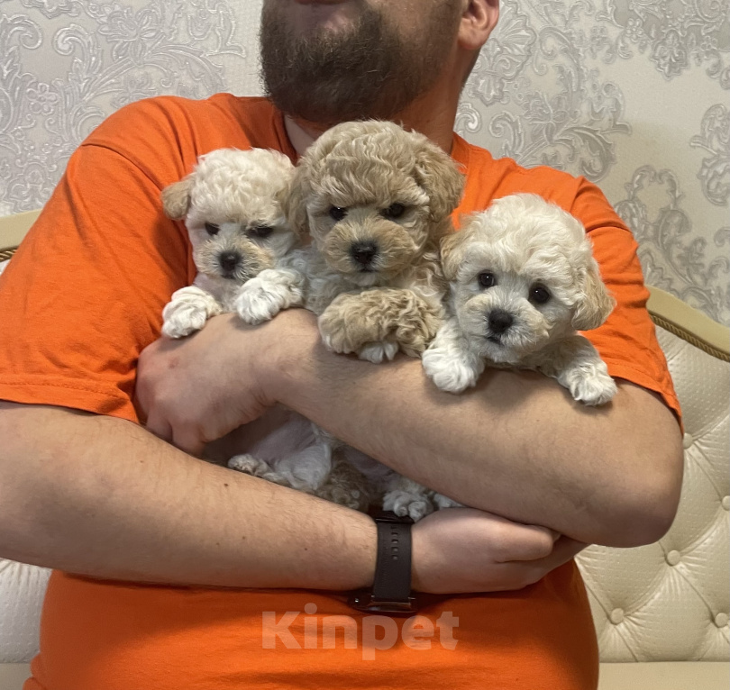 Собаки в Москве: Девочки Девочка, 300 000 руб. - фото 1