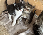 Кошки в Ростове-на-Дону: Кошку с котятами выбросили, временно живут в подъезде Разнополые, Бесплатно - фото 1