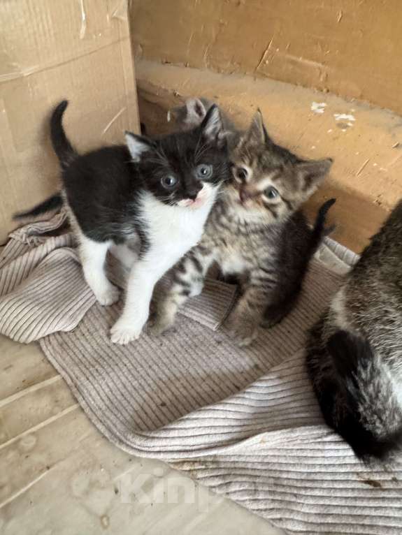 Кошки в Ростове-на-Дону: Кошку с котятами выбросили, временно живут в подъезде Разнополые, Бесплатно - фото 1