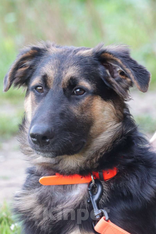 Собаки в Москве: Вилли Мальчик, Бесплатно - фото 2