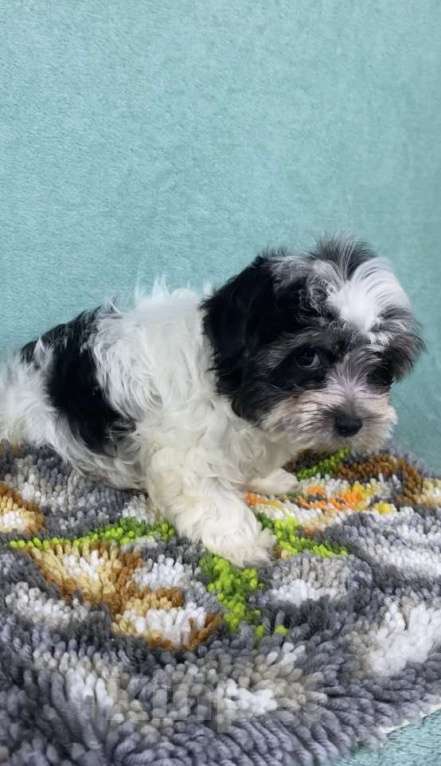 Собаки в Москве: Цветной Йорк - мальчик Мальчик, 40 000 руб. - фото 5