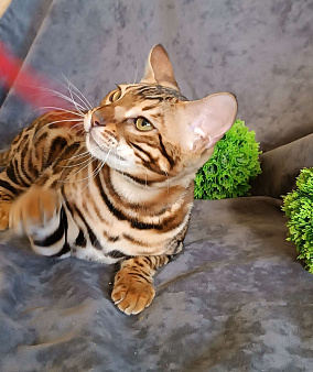 Бенгальский котик