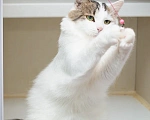 Кошки в Москве: Котик Милош Клыкович  Мальчик, Бесплатно - фото 2