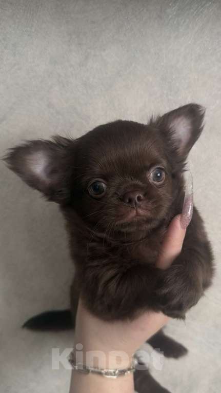 Собаки в Дмитрове: Чихуахуа дш мальчики Мальчик, 100 000 руб. - фото 1