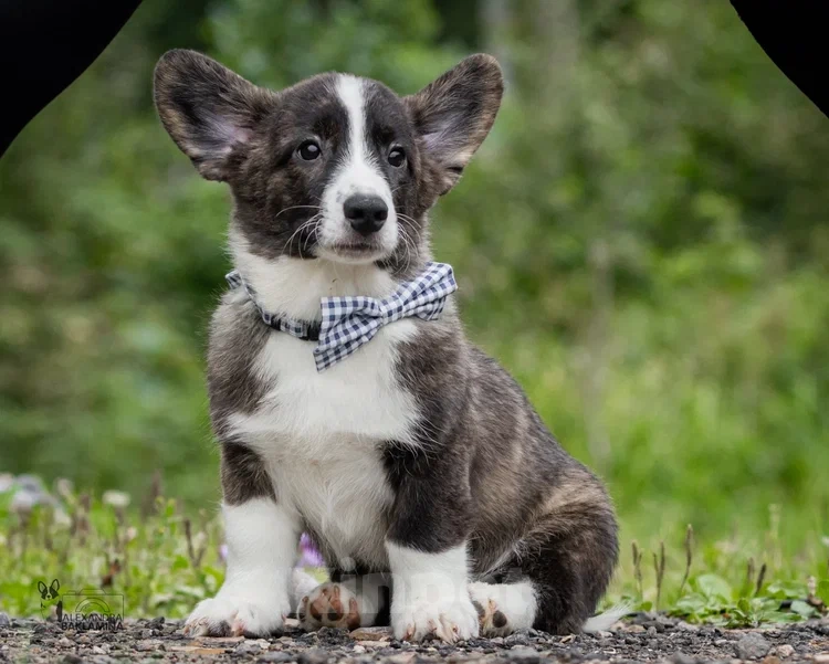 Собаки в других городах Московской области: Янто Мальчик, 50 000 руб. - фото 6