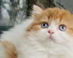 Кошки в Москве: Рыжая голубоглазая Девочка, 40 000 руб. - фото 2