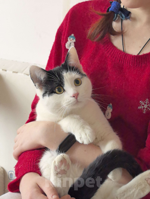 Кошки в Москве: Котик Федя ищет семью! Мальчик, Бесплатно - фото 7