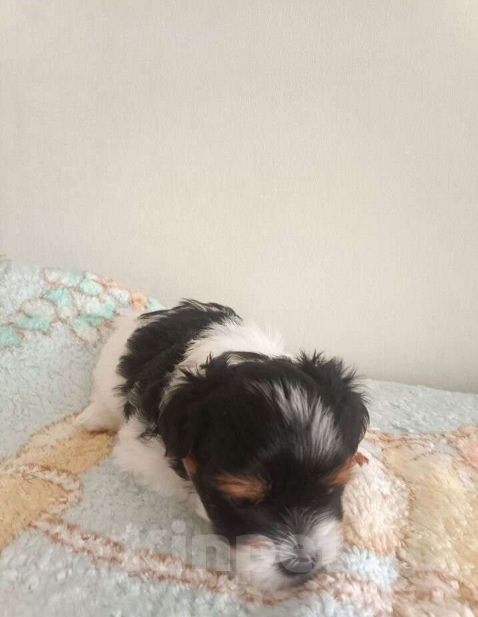 Собаки в Волгодонске: Щенки Бивер терьеры Мальчик, 30 000 руб. - фото 2