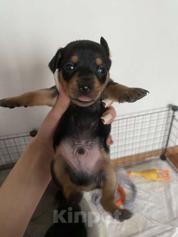 Собаки в Саяногорске: цвергпинчер Разнополые, 12 000 руб. - фото 5