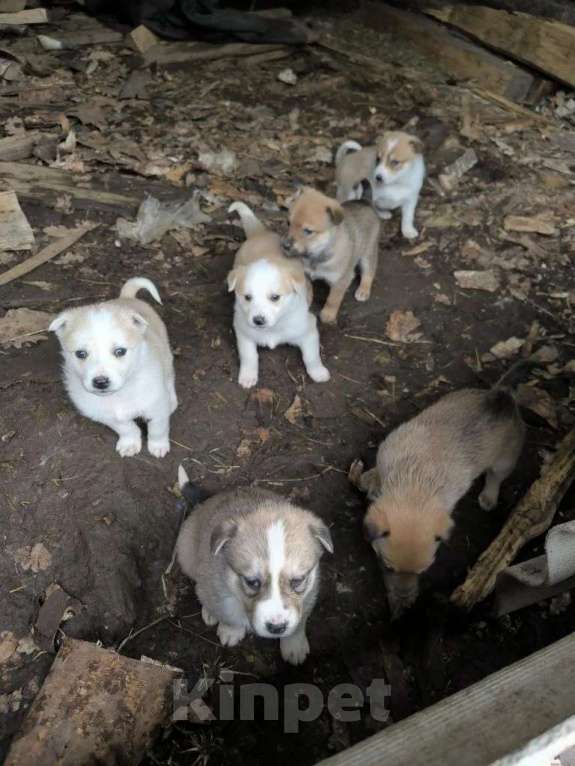 Собаки в Москве: В добрые руки Разнополые, Бесплатно - фото 1