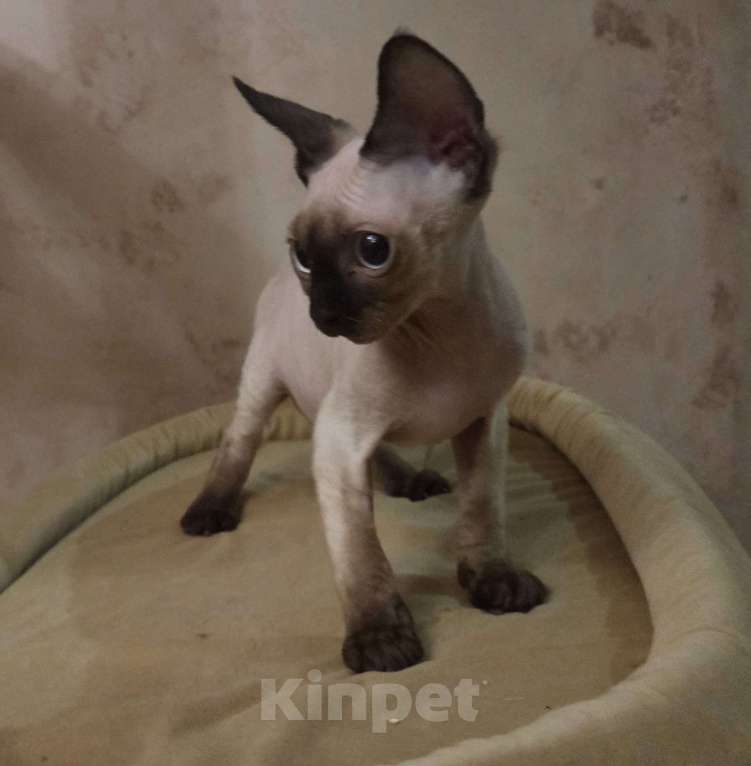 Кошки в Москве: голубоглазые котята девон-рекс Мальчик, 65 000 руб. - фото 3