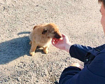 Собаки в Мариинске: Отдам послушную собачку в добрые руки  Девочка, 1 руб. - фото 2