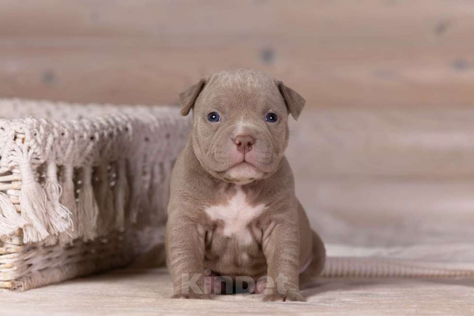 Собаки в Королеве: Американский булли стандарт Девочка, 200 000 руб. - фото 3