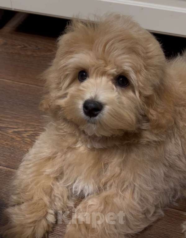 Собаки в Москве: Щенок мальтипу f1 девочка Девочка, 110 000 руб. - фото 8