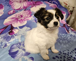 Собаки в Приморско-Ахтарске: Мальчик папийон Мальчик, 20 000 руб. - фото 2