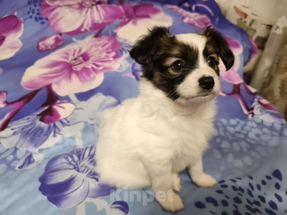 Собаки в Приморско-Ахтарске: Мальчик папийон Мальчик, 20 000 руб. - фото 2