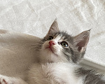 Кошки в Нижнем Новгороде: Котенок в добрые руки Мальчик, Бесплатно - фото 1