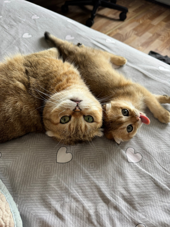 Кошки в Москве: Шотландский вислоухий котенок Девочка, 10 000 руб. - фото 4