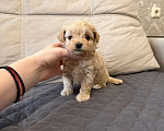 Собаки в Москве: Мальтипу микро. Девочки Девочка, Бесплатно - фото 2