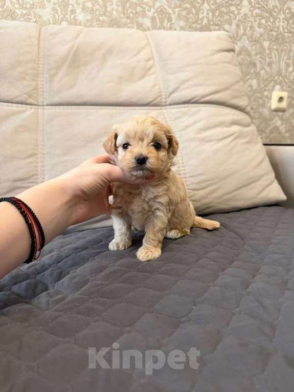 Собаки в Москве: Мальтипу микро. Девочки Девочка, Бесплатно - фото 2