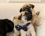Собаки в Ростове-на-Дону: Девочки мопс Девочка, 40 000 руб. - фото 3